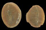 Fossil Shrimp (Kallidecthes) Pos/Neg - Illinois #120720-1